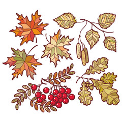 Autumn leaves. Vector drawing on white background. Icons. Autumn background. Birch. Maple. Rowan. Oak. The tablet. Mountain ash. Banner. 