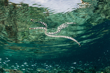 Banded Sea Snake at Surface of Pacific Ocean