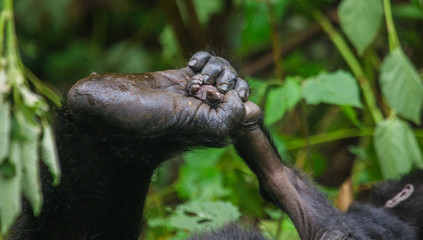 Fototapeta premium A foot of mountain gorillas. Close-up. Uganda. Bwindi Impenetrable Forest National Park. An excellent illustration.
