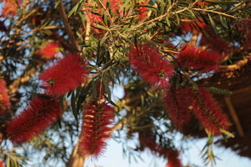 Красивый куст