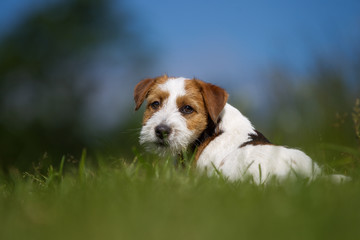 Jack Russell Terrier dog outdoors on grass