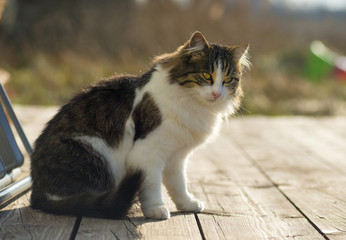 Naklejka na ściany i meble close up of a cat sitting on a wooden plank