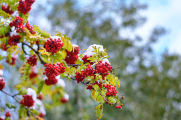 Rowan branch with green leaves and rad berries under the snow