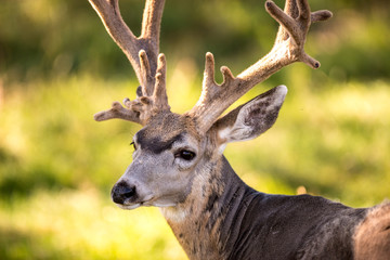 Mule Deer
