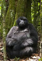Mountain gorillas in the rainforest. Uganda. Bwindi Impenetrable Forest National Park. An excellent illustration.