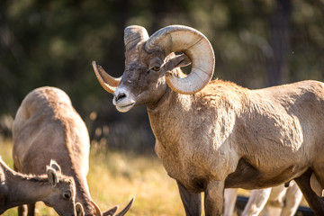 Big Horn Sheep