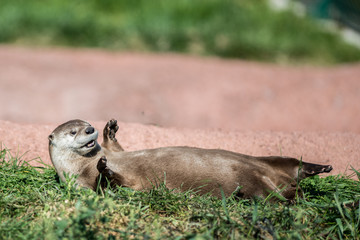 Happy Otter