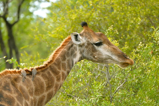 T&ecirc;te de girafe avec oiseaux