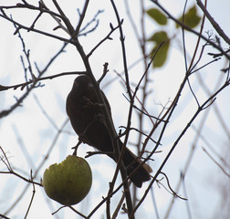 Female common blackbird (Turdus merula) sitting on a bare tree with an apple
