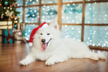 Happy white Samoyed in a santa hat