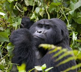 Obraz premium Mountain gorilla eating plants. Uganda. Bwindi Impenetrable Forest National Park. An excellent illustration.