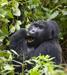 Mountain gorilla eating plants. Uganda. Bwindi Impenetrable Forest National Park. An excellent...