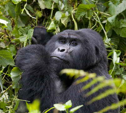 Mountain gorilla eating plants. Uganda. Bwindi Impenetrable Forest National Park. An excellent illustration.