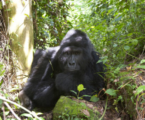 Portrait of a mountain gorilla. Uganda. Bwindi Impenetrable Forest National Park. An excellent illustration.