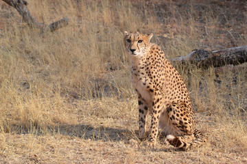 Cheetah in Ann Van Dyk Cheetah Center