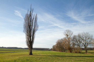 Baum