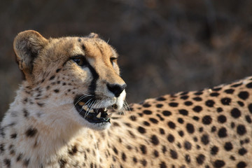 Cheetah in Ann Van Dyk Cheetah Centre