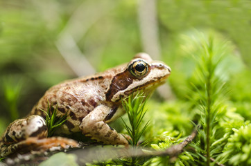 Frog in the grass