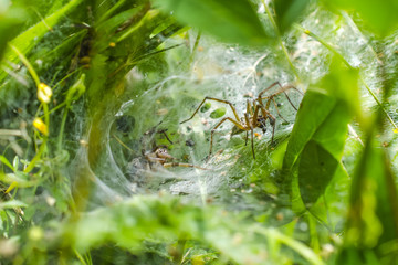 Spider in web