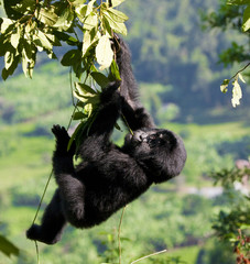 A baby mountain gorilla in a tree. Uganda. Bwindi Impenetrable Forest National Park. An excellent illustration.