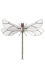 Stained glass dragonfly isolated on a white