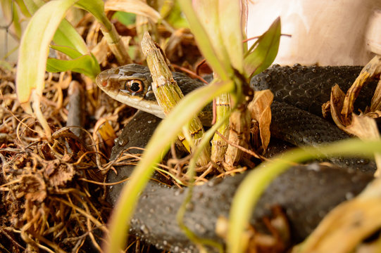 southern black racer