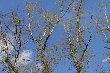 Leafless tree branches against the blue sky.