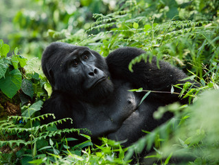 Dominant male mountain gorilla in the grass. Uganda. Bwindi Impenetrable Forest National Park. An excellent illustration.