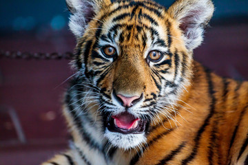 Close up of a baby Bengal tiger in captivity