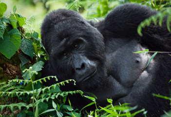 Dominant male mountain gorilla in the grass. Uganda. Bwindi Impenetrable Forest National Park. An excellent illustration.