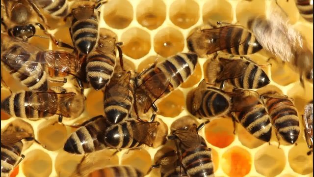Bees convert nectar into honey and cover it in honeycombs.
