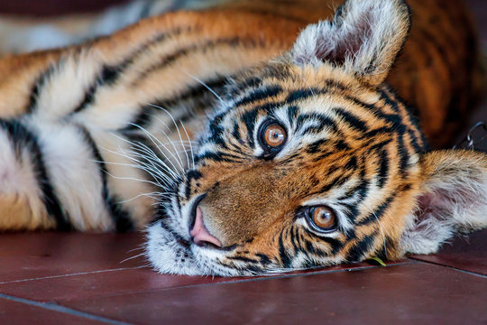 Close up of a baby Bengal tiger in captivity
