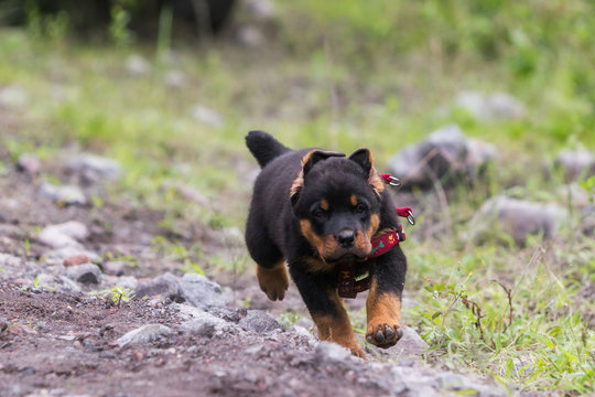 Rottweiler Puppy Running