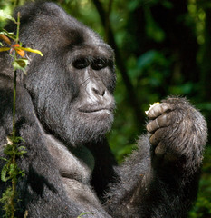 Mountain gorilla eating plants. Uganda. Bwindi Impenetrable Forest National Park. An excellent illustration.