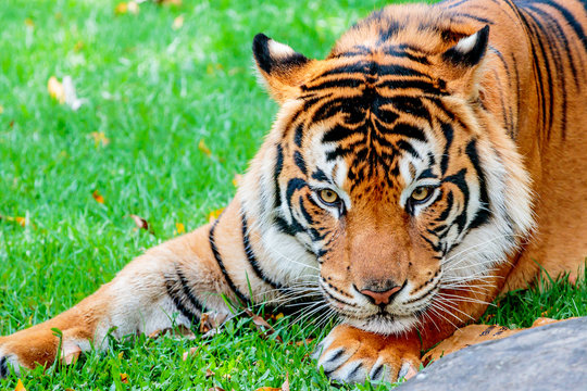 Close up of a female Sumatran tiger about to pounce on her prey