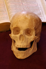 skull book 