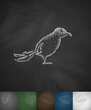 bird icon. Hand drawn vector illustration
