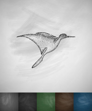 colibri icon. Hand drawn vector illustration