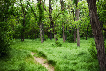 The trunk of a linden against the backdrop of summer deciduous f