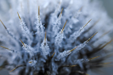 frost on thistle macro