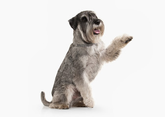 Dog. Miniature schnauzer on white background