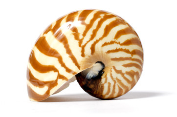 shell isolated on white