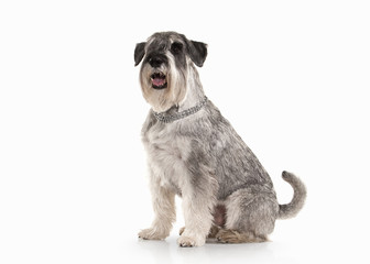 Dog. Miniature schnauzer on white background