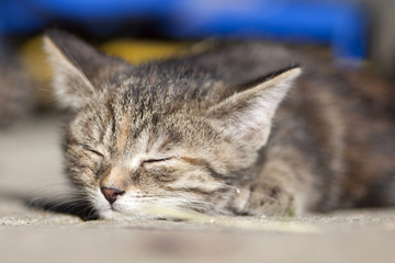 baby Kitten sleep