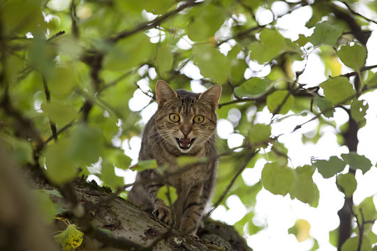 Katze oben im Baum auf der Jagd	