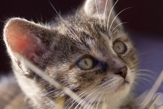 kitten look up, young cute baby cat