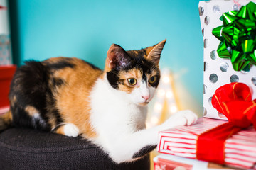 Eine S&uuml;&szlig;e Katze mit Weihnachtsgeschenken