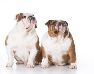 Obraz premium two dogs looking up