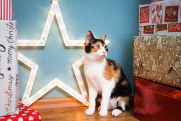 Eine Süße Katze mit Weihnachtsgeschenken