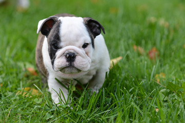 bulldog puppy
